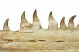 Mosasaur Jaw (Mandible) Section with Thirteen Teeth - Morocco #195778-4